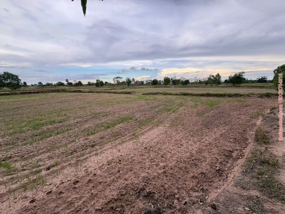 🔥 แบ่งขายที่ดิน 3 แปลง เมืองพล จังหวัดขอนแก่นพิกัด : 15°45'09.9"N 102°34'42.6"Eที่ดินติดห้วยโจด ต.หนองมะเขือ อ.พล จ.ขอนแก่นแปลงที่ 1 จำนวน 7.4 พล ขอนแก่น - รูปภาพที่ 3
